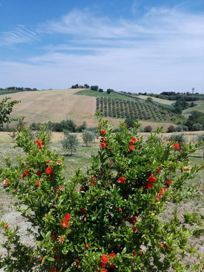 Il Giardino Nella Valle Belvedere Ostrense 외부 사진