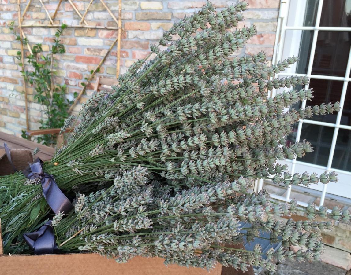 Il Giardino Nella Valle Belvedere Ostrense 외부 사진