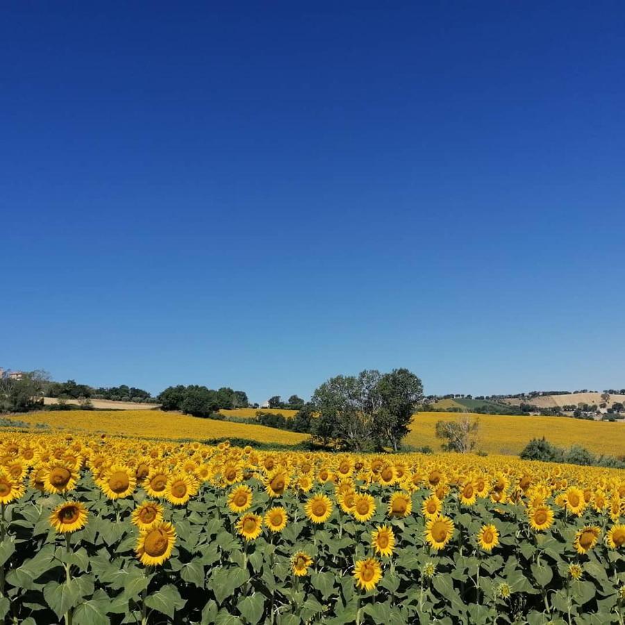 Il Giardino Nella Valle Belvedere Ostrense 외부 사진