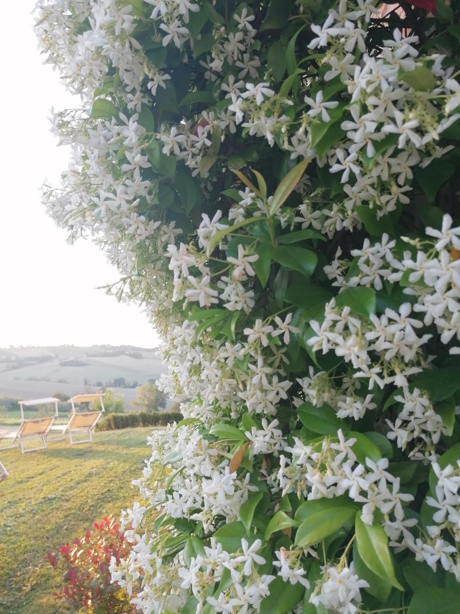 Il Giardino Nella Valle Belvedere Ostrense 외부 사진